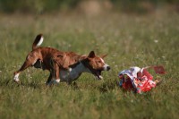 /album/fotogalerie-bango-ximbir-ewo/img-6818-jpg/