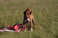 /album/fotogalerie-bango-ximbir-ewo/img-6827-jpg/