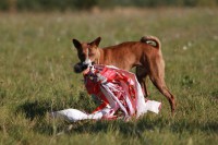 /album/fotogalerie-bango-ximbir-ewo/img-6829-jpg/