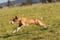 /album/fotogalerie-bango-ximbir-ewo/img-6697-jpg1/