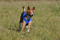 /album/fotogalerie-bango-ximbir-ewo/img-6989-jpg1/