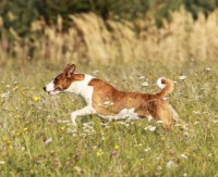 /album/fotogalerie-sarrukinu-cherie/img-6743-jpg1/