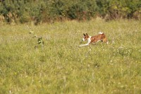 /album/fotogalerie-sarrukinu-cherie/img-6745-jpg/