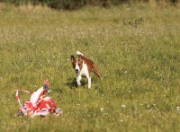 /album/fotogalerie-sarrukinu-cherie/img-6749-jpg/