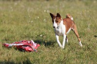 /album/fotogalerie-sarrukinu-cherie/img-7166-jpg1/