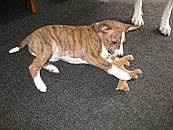 /album/fotogalerie-bango-ximbir-ewo/bangosek-jpg/