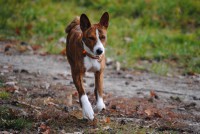 /album/fotogalerie-bango-ximbir-ewo/dsc-0890-jpg/