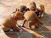 /album/fotogalerie-bango-ximbir-ewo/stenda-jpg1/